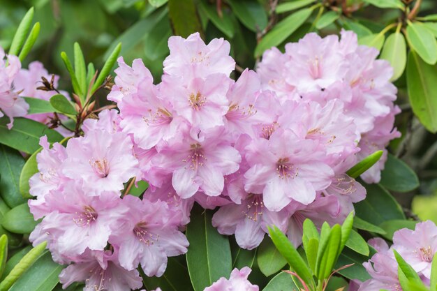 Rododendro de florescência no jardim botânico