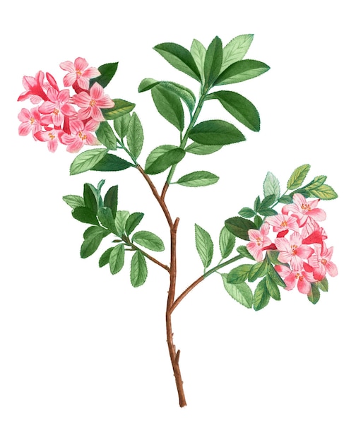 El rododendro en flor es un hirsutum transparente.