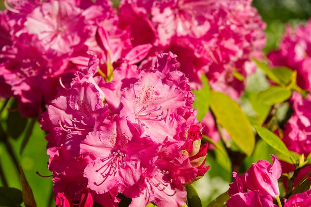 Rododendro florece flores en el jardín de primavera