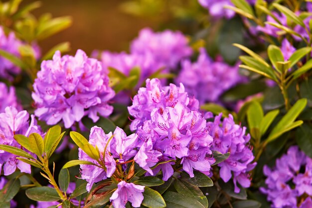 Rododendro flores en el jardín botánico de primavera