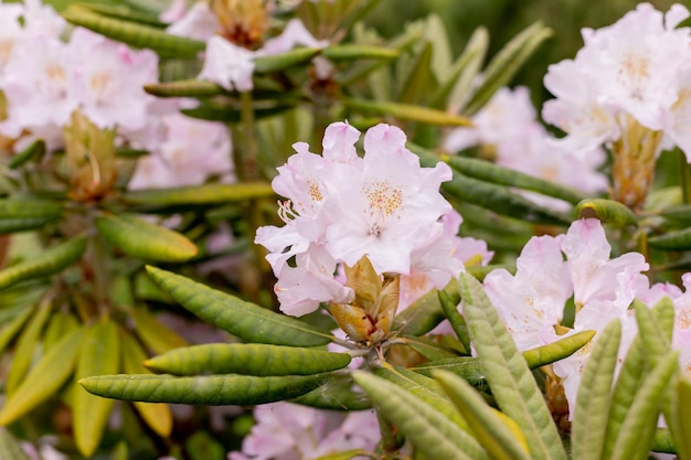 Rododendro hermosos arbustos decorativos florecientes de azalea Algunas de las flores están completamente abiertas, la otra parte está en capullos sin abrir Flores japonesas enfoque selectivo