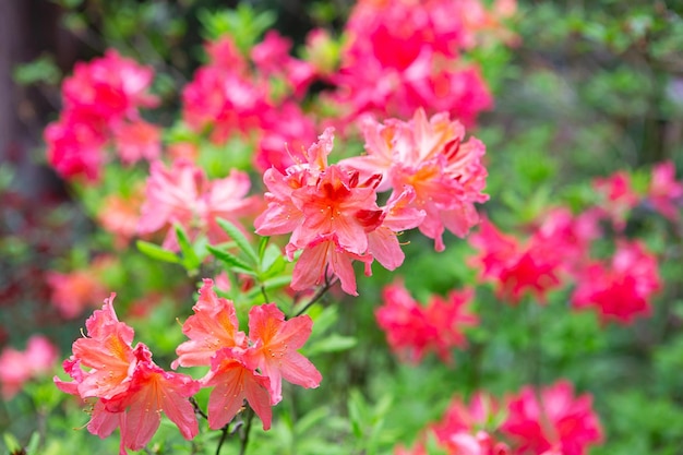 Rododendro japonés rododendro japonicum en el jardín botánico Rododendro floreciente en primavera banner de primavera de internet fondo floral