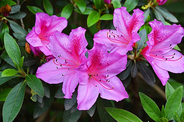 Rododendro lindas flores no jardim