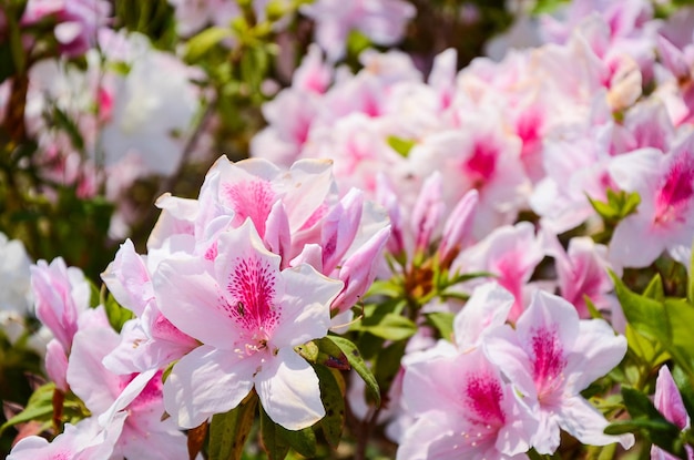 Rododendro o Azalea