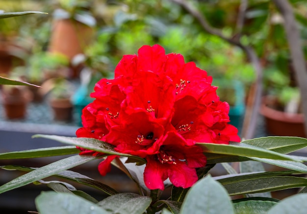 Rododendro rojo. Buzuki. Jardín Botánico hermosas plantas verdes. muchas plántulas en macetas.