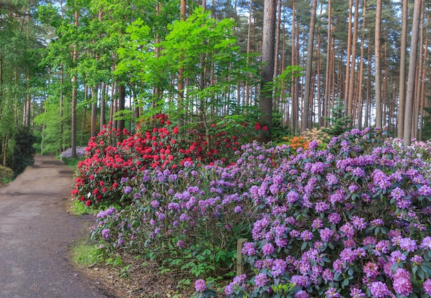 Rododendro rojo nova zembla exuberante floración en el vivero de rododendros