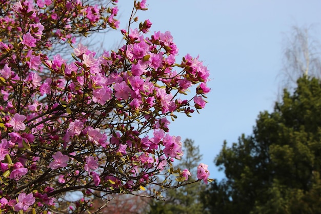 rododendro rosa flor que florece lat rhododendron ledebourii podjark