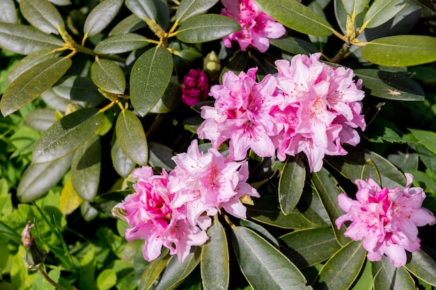 Foto rododendro rosa florescendo no jardim na flor de azaléia springtimesatsuki na cor rosa é nativo ...