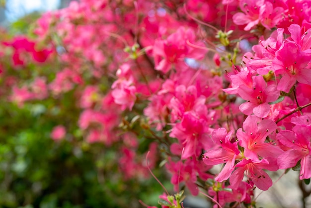 Rododendro rosado floreciente (azalea), primer, foco selectivo, espacio de la copia.