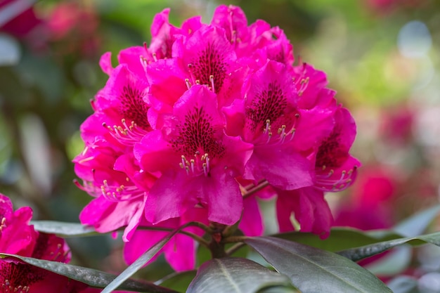 Rododendro vermelho Nova Zembla floração exuberante no viveiro de rododendros Viveiro experimental de criação de rododendros Babite da Universidade da Letônia