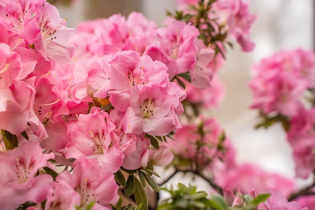 Foto rododendros y azaleas con flores de invernadero en el jardín botánico primer plano de flores rosas