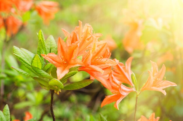 Rododendros y azaleas en el jardín.