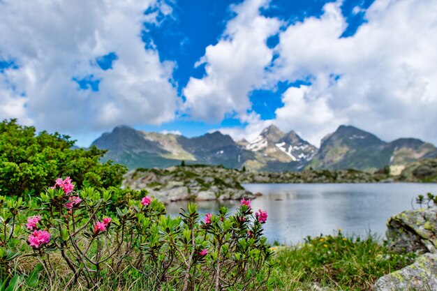 Rododendros cerca del lago de montaña