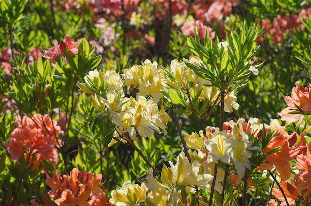 Rododendros e azaléias no jardim