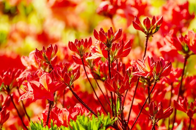 Rododendros e azaléias no jardim