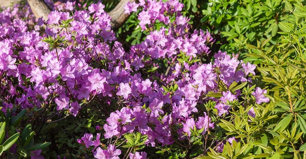 Rododendros rosas. Fondo floral con rododendros. Arbusto de delicadas flores de azalea o rododendro en un soleado día de primavera.