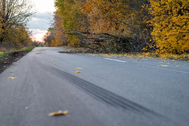 Rodovia bloqueada por árvore caída Estrada de asfalto rural com vestígios de pneus travando árvores caídas