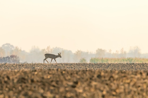 Roe Deer Buck Autumn (Capreolus capreolus) Wild Deer in Nature