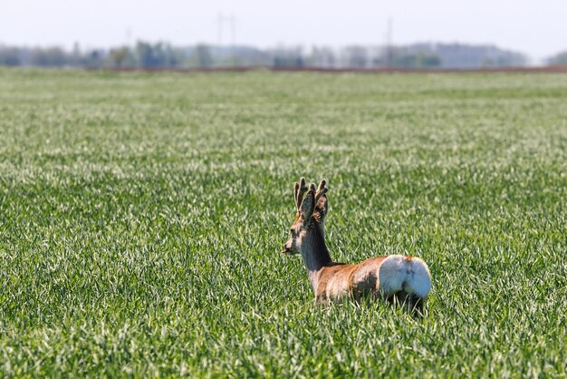 Roe Deer Buck no campo de trigo. Animais selvagens do veado.