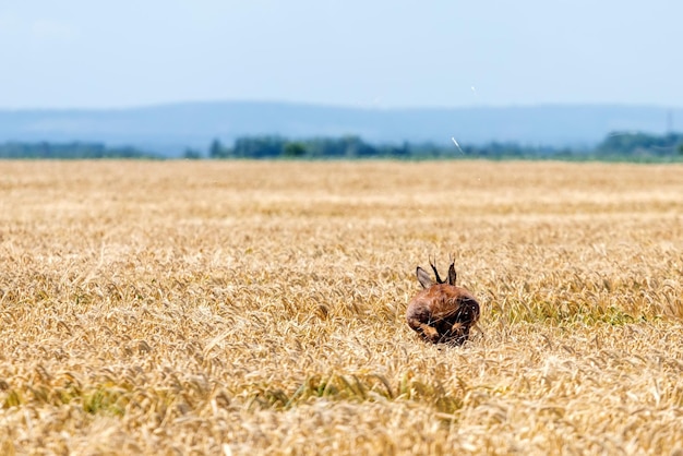 Roe Deer Buck pula no campo de trigo. Animais selvagens do veado.