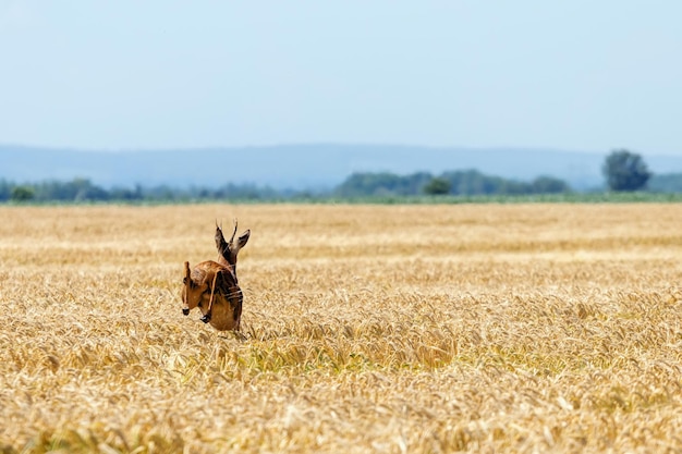 Roe Deer Buck pula no campo de trigo. Animais selvagens do veado.