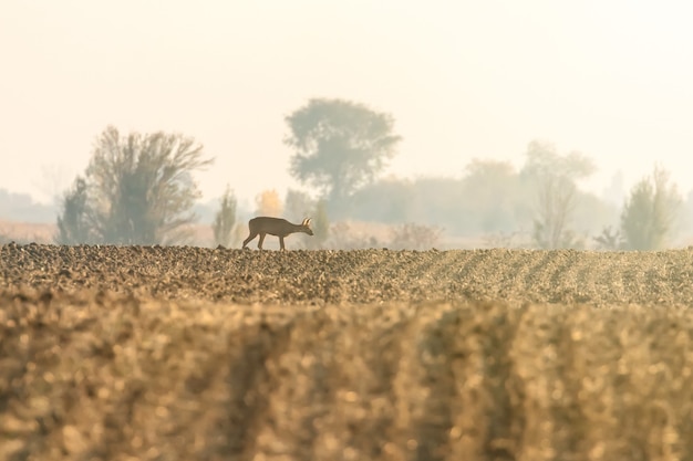 Roe deer female autumn (capreolus capreolus) wild deer in nature