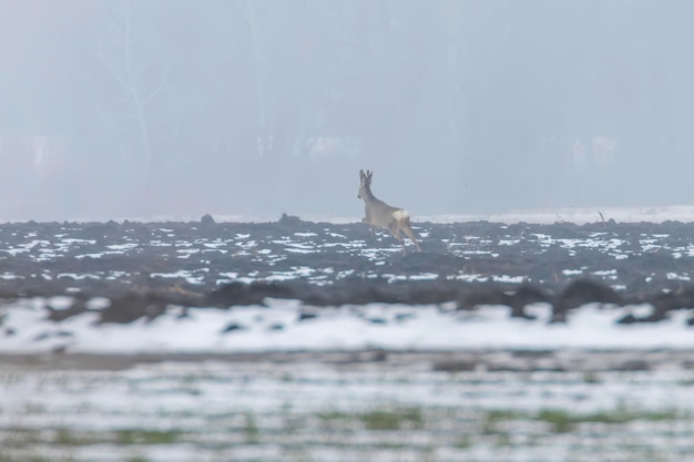 Roe Deer na manhã de inverno Capreolus capreolus