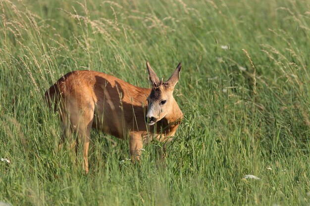 Foto roebuck em um campo