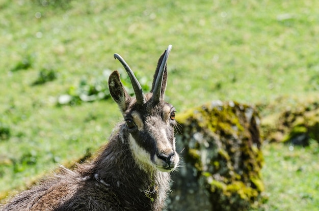 Roebuck na natureza