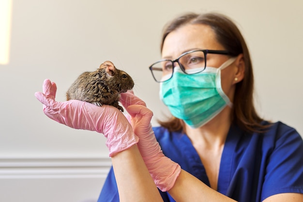 Roedor ardilla degú chilena examinada por médico veterinario, diagnóstico y tratamiento de mascotas