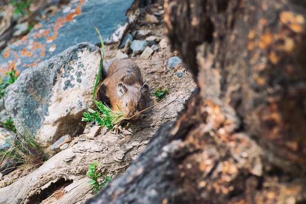 Roedor de Pika em pedras nas montanhas. Pequeno animal curioso na colina rochosa colorida. Pouco fofo mamífero fofo em pedregulhos pitorescos nas montanhas. Rato pequeno com orelhas grandes. Pouco ágil pika.