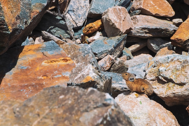 Roedor de Pika em pedras nas montanhas.