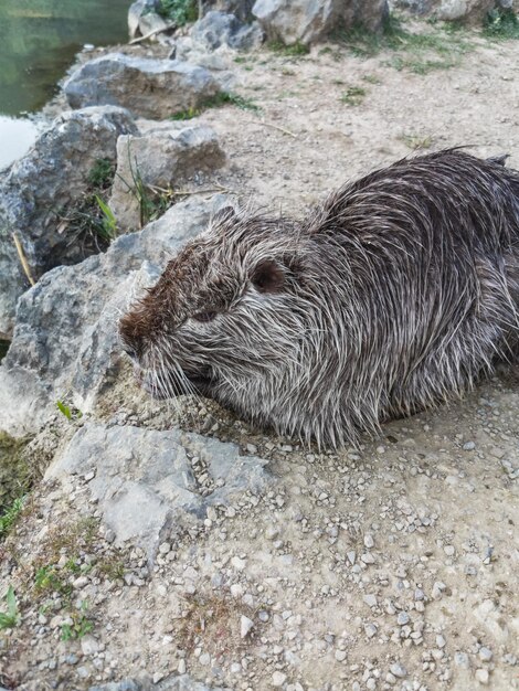 Un roedor nutria en un parque cerca de la ciudad de Yalta Crimea 2021