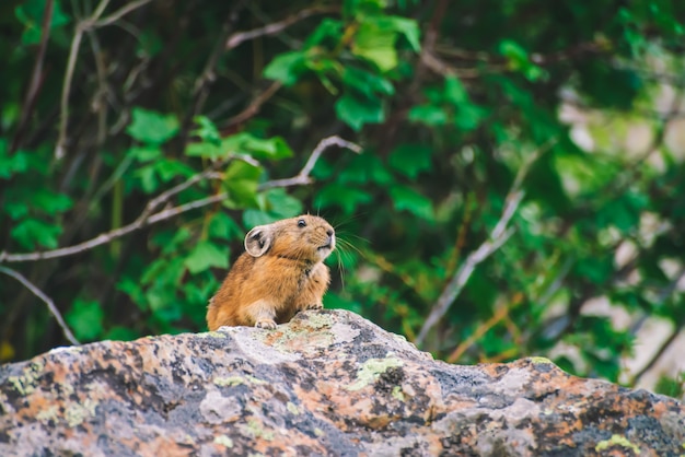 Roedor pika no penhasco entre plantas ricas