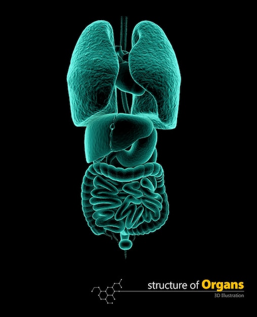 Röntgen-Set der inneren Organe, 3D-Illustartion isolierter schwarzer Hintergrund