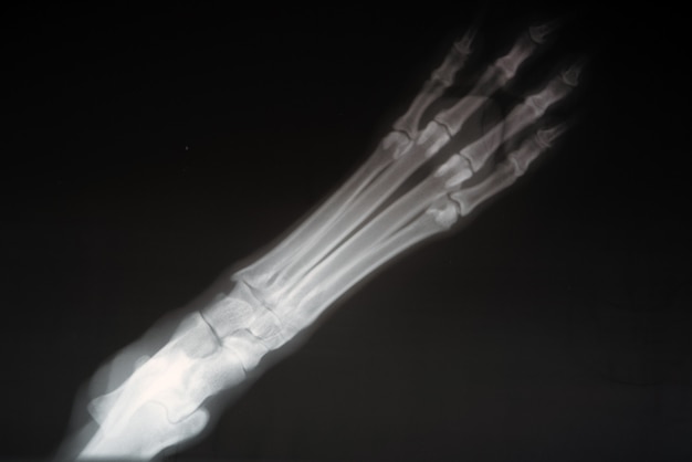 Röntgenaufnahme einer Hundepfote. Reales Röntgenbild einer verletzten Hundetatze.