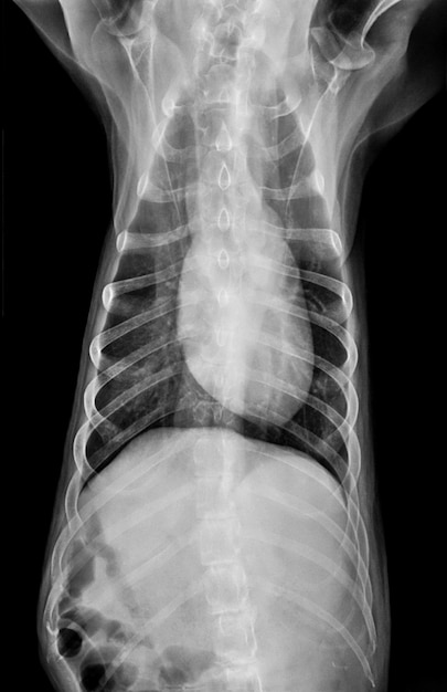 Röntgenfilm von der vorderen Ansicht des Hundes geschlossen im Bruststandard und in der Brust