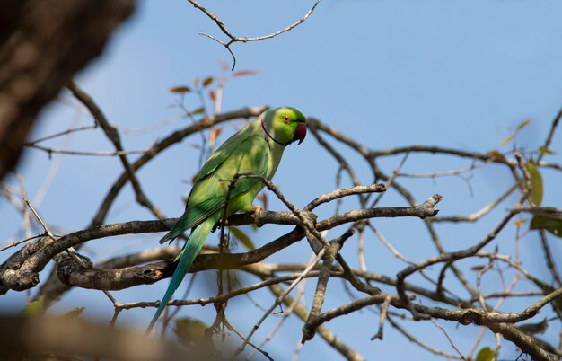 Foto röse ringsparakeet sitzt auf einem baum, grüner papagei