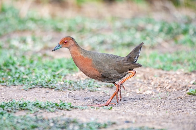 Foto rötlichbrüstige sumpfhuhn