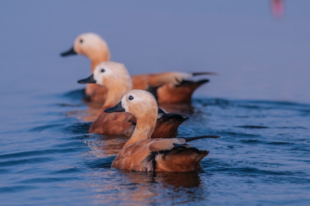 Rötliche Brandgans im Teich