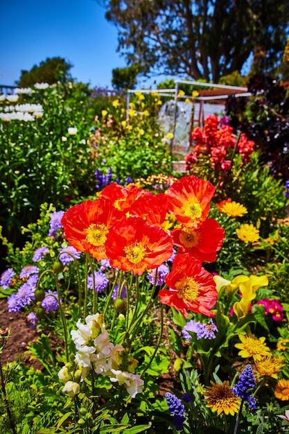 Rötliche orangefarbene Blüten an einem sonnigen Tag mit einer Vielzahl von wunderschönen bunten Blumen und blauem Himmel