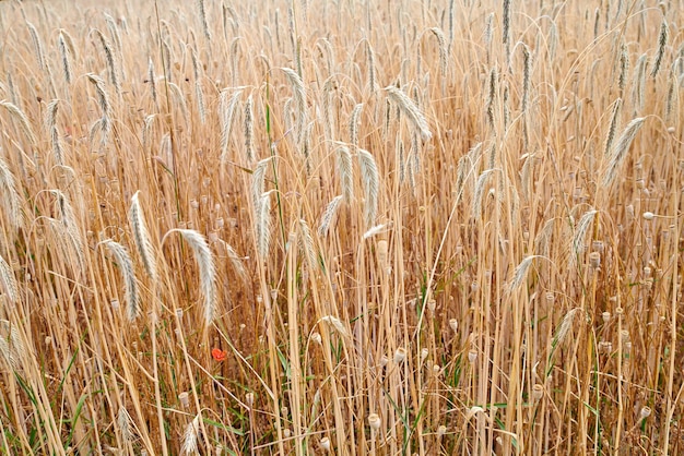 Roggen- oder Weizenkorn, das auf einem Bauernhof in abgelegener Landschaft mit Kopierraum wächst Detail- und Texturhintergrund eines nachhaltigen lokalen Maisfeldes, das nach der Erntesaison mit Kopierraum wächst und sprießt