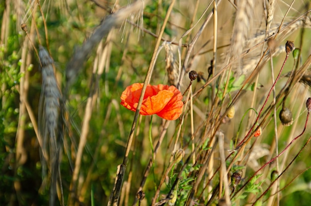 Roggenähren und trockenes Gras im Wind