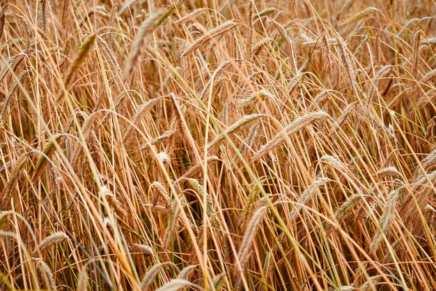 Roggenfeld an einem Sommertag