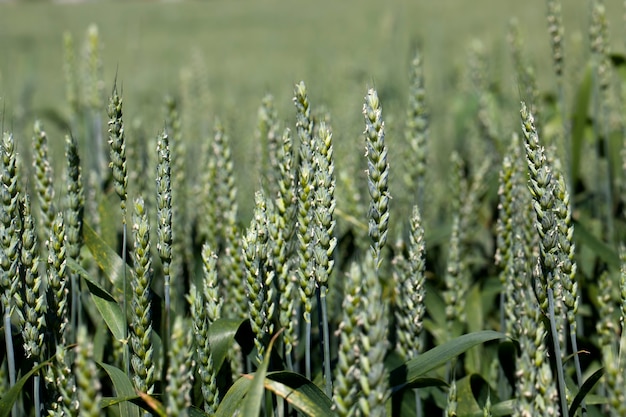 Roggenfeld mit grünen unreifen Pflanzen