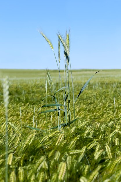 Roggenfeld mit grünen unreifen Roggenährchen, Roggenpflanzen der Sommersaison gegen den blauen Himmel