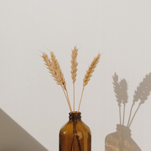 Roggenweizenohrstiele in stilvoller Flasche. Warme Schatten an der Wand. Silhouette im Sonnenlicht. Minimale Inneneinrichtung