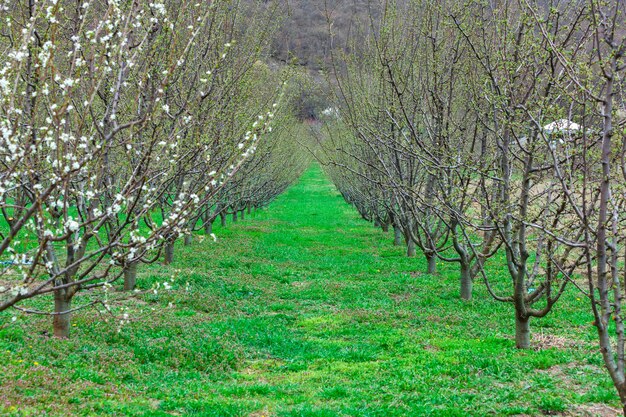 Rohe Apfelbäume im Obstgarten im Frühling. Landwirtschaft