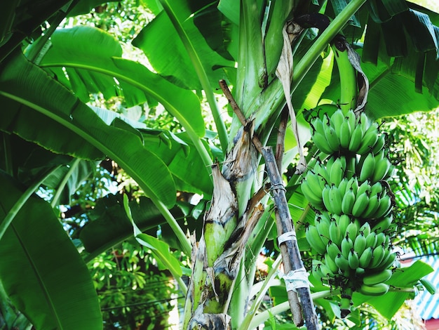 Rohe Banane auf Baum.