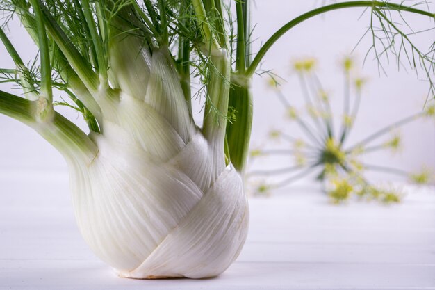 Rohe Fenchelknollen mit grünen Stielen und Blättern, Fenchelblüten und Wurzel bereit, auf weißem Tisch zu kochen